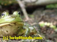 /home//u458753944/public_html/sourcegallery//Frogs/Bullfrogs 2016-08 Ontario/P8140082.JPG